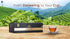 GOODRICKE Castleton Vintage Darjeeling Tea Bags